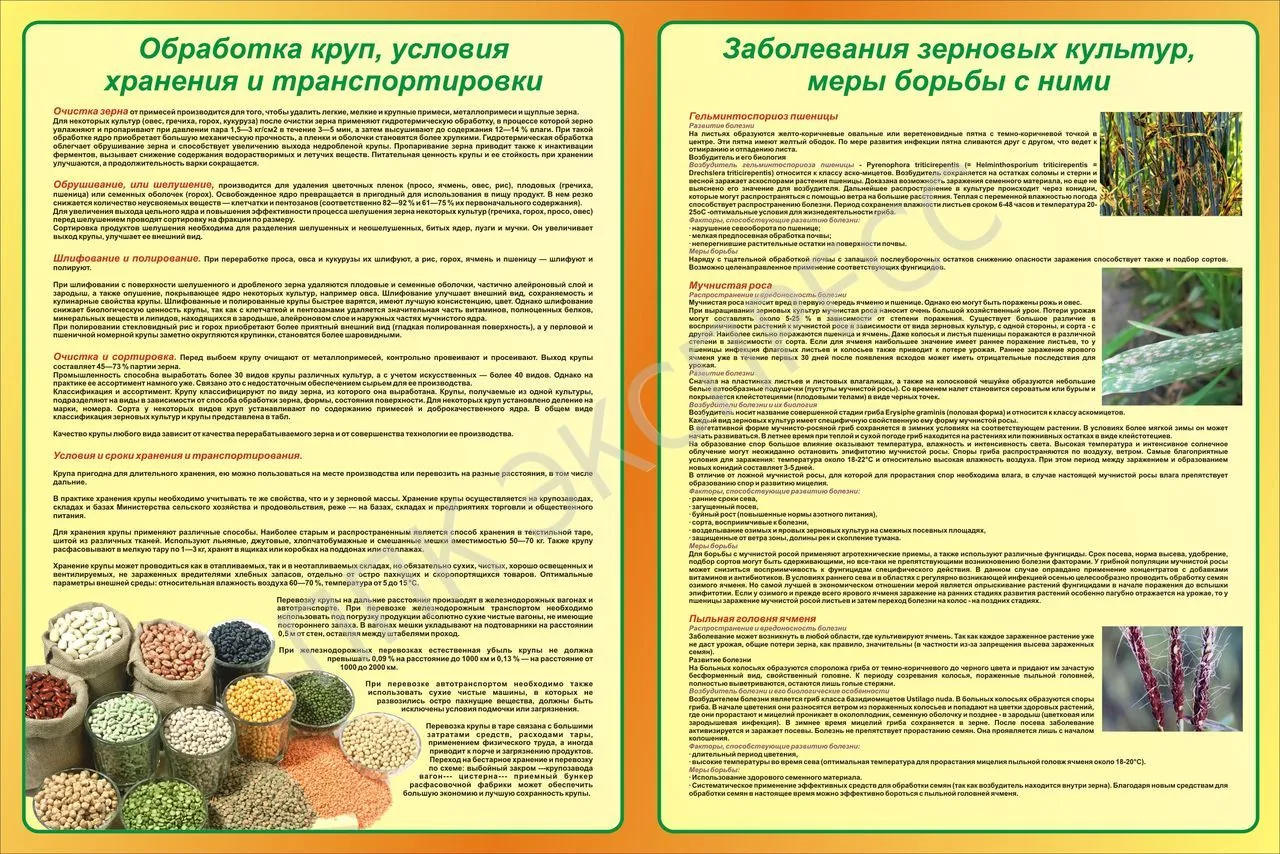 Стенд "Обработка круп, условия хранения и транспортировки. Заболевания зерновых культур, меры борьбы с ними"