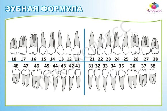 Зубная формула человека схема word